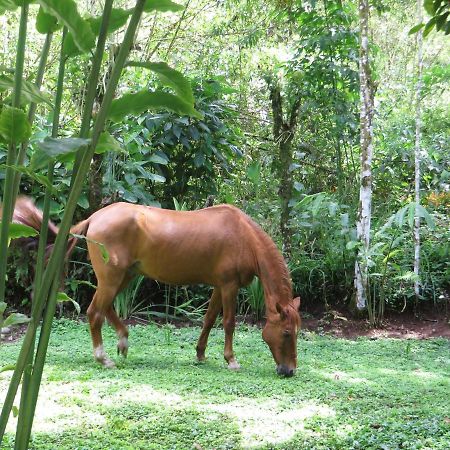 Mindo Eco Chalet Con Rio Y Cascada ภายนอก รูปภาพ