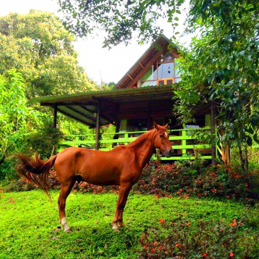 Mindo Eco Chalet Con Rio Y Cascada ภายนอก รูปภาพ